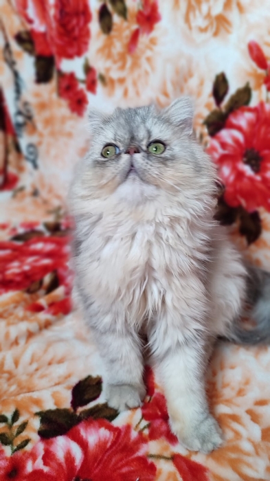 Femelle chinchilla