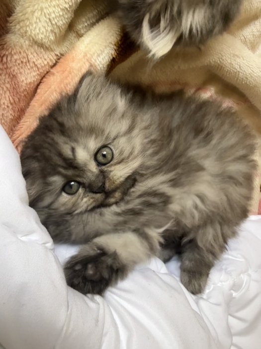 Himalayen persian