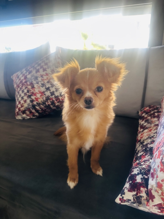 Spitz