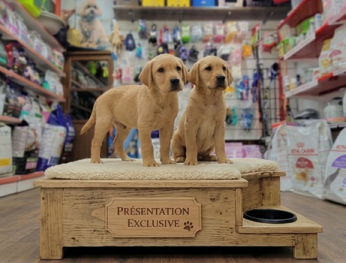 Labrador