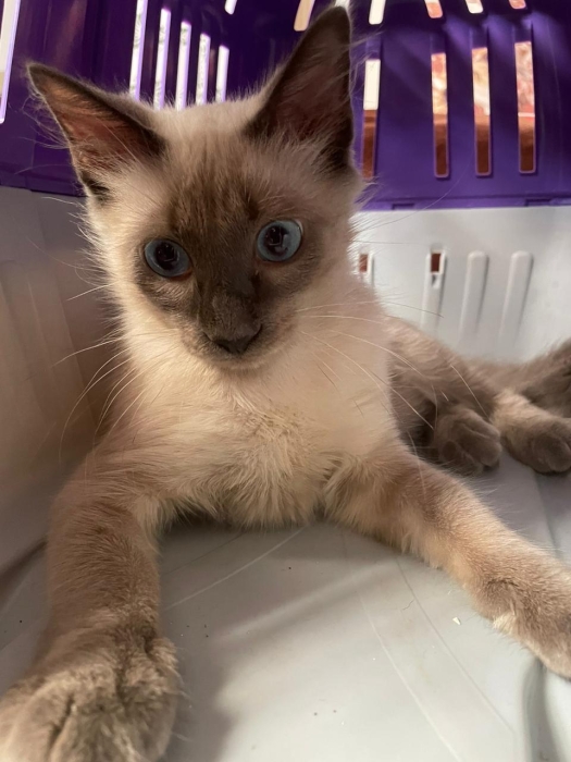 Chat male siamois