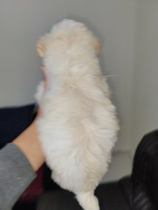 Bichon maltais