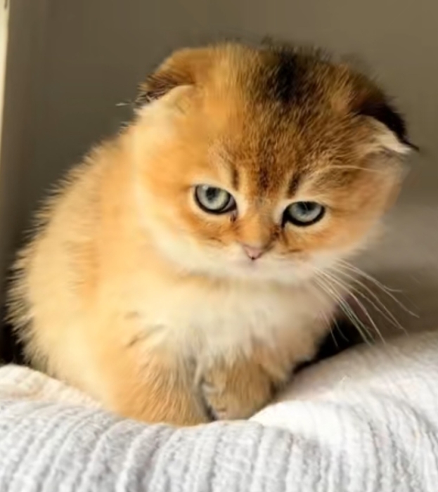 scotish fold cat