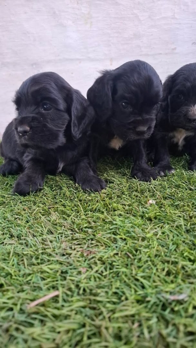 Cocker spaniel