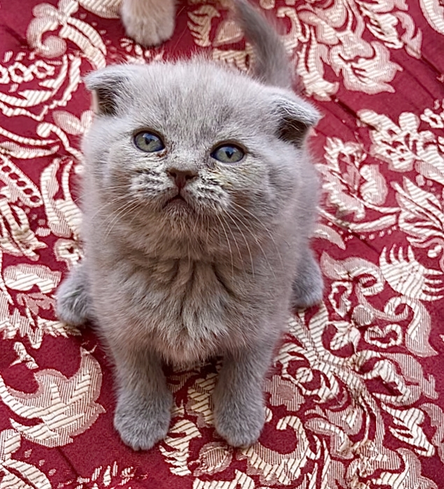 Adorables chatons Scottish Fold à vendre