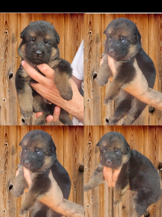 Berger Allemand