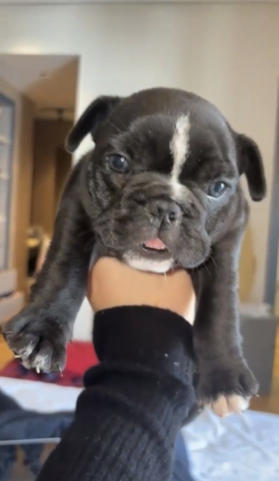 Bulldog francais exotique yeux bleu