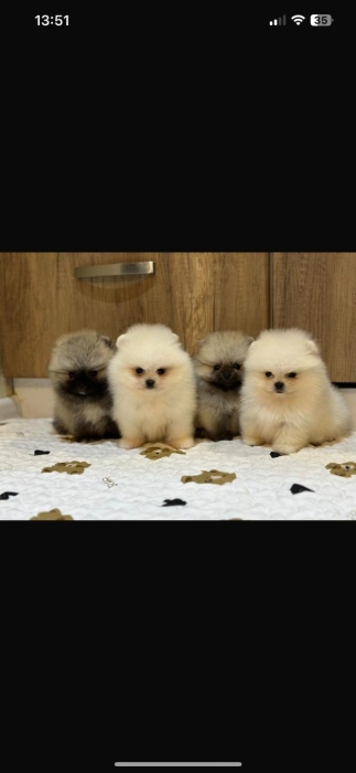 spitz nain