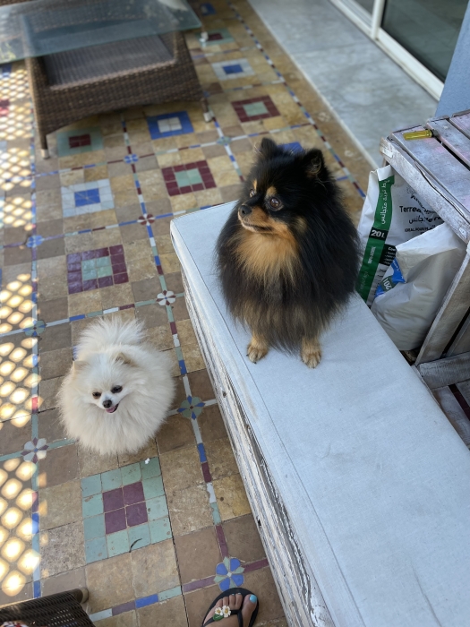 pomeranian