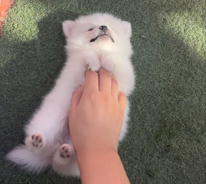 Vente spitz