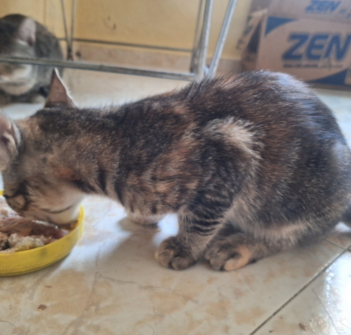 Chats pour adoption