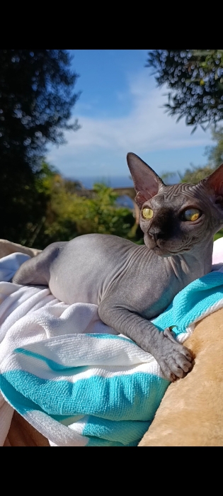 Sphinx