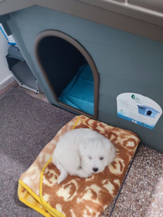 Maltese dog