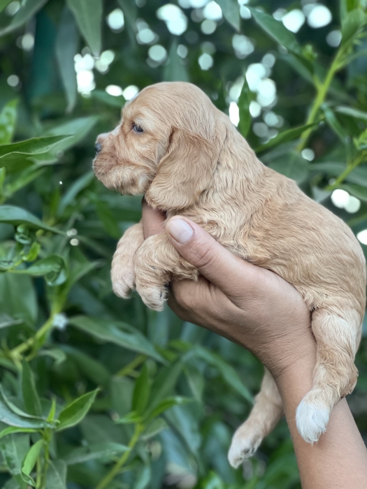 Chiot Cocker