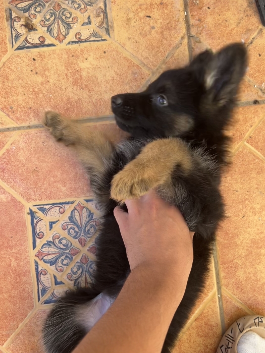 Chiot Berger Allemand and Poil Long