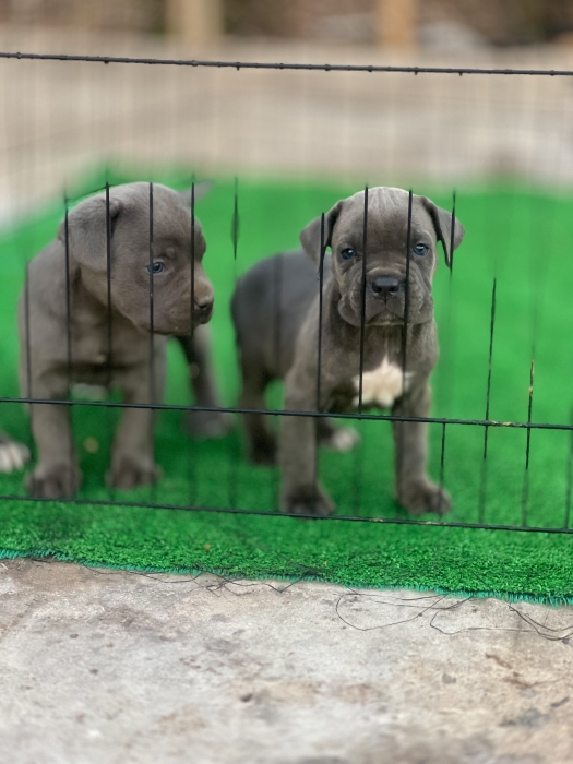 Canecorso