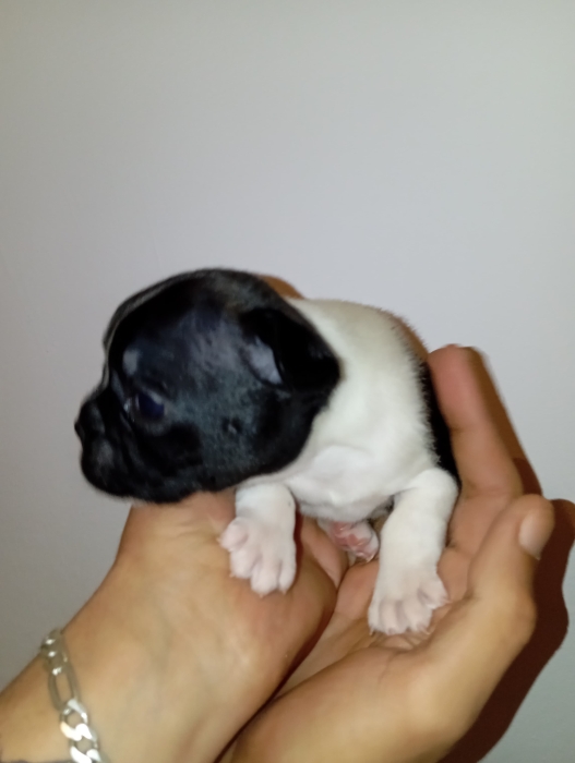 Bulldog