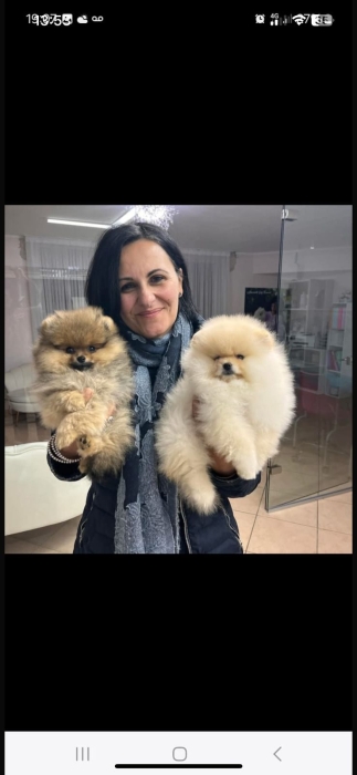 loulou de pomeranie