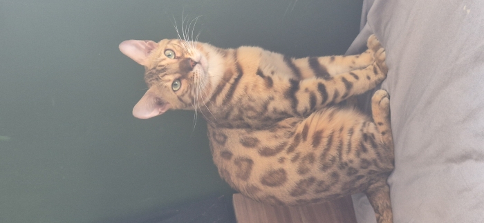 Chat du bengale a vendre