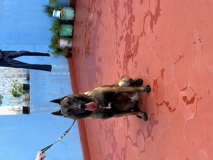 Malinois