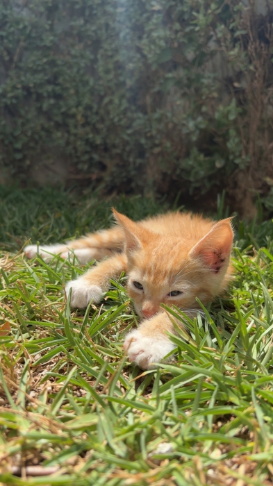 Chaton