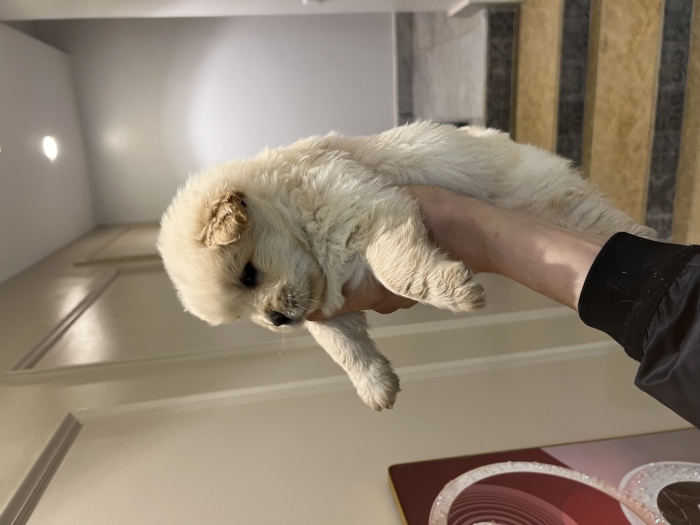 Bichon Havanais