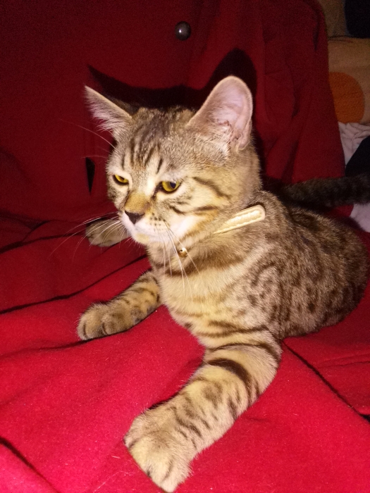 Bengal