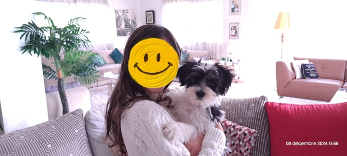 Urgent un Shih Tzu à vendre avec accessoires offerts