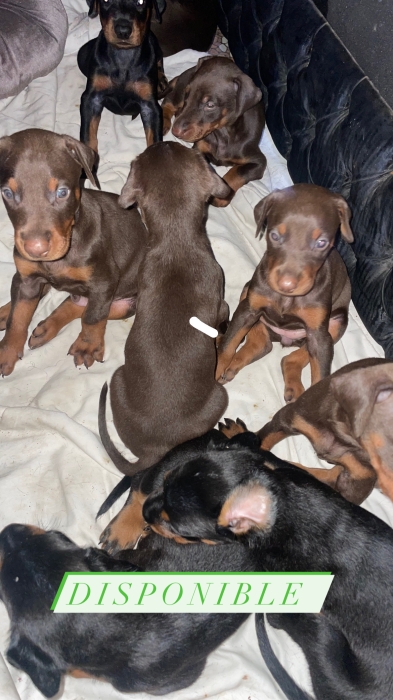 doberman