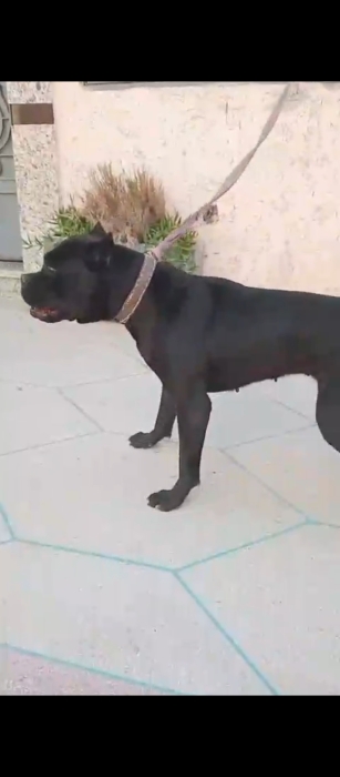 Femelle cane corso noir race pure