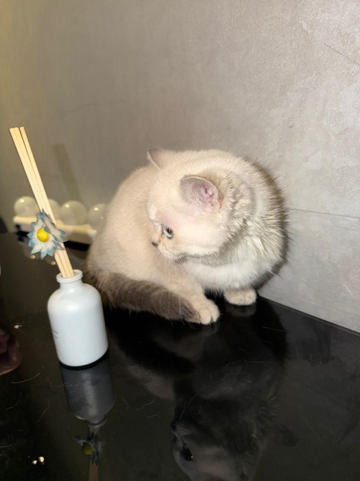 British shorthair
