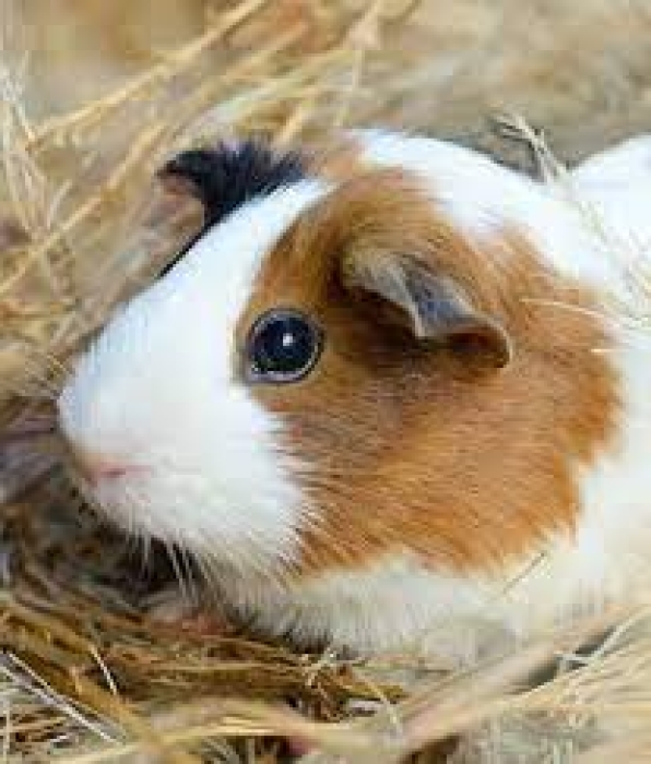 🐹 Cochons d'Inde en excellente santé