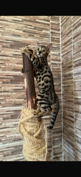 Chat bengal