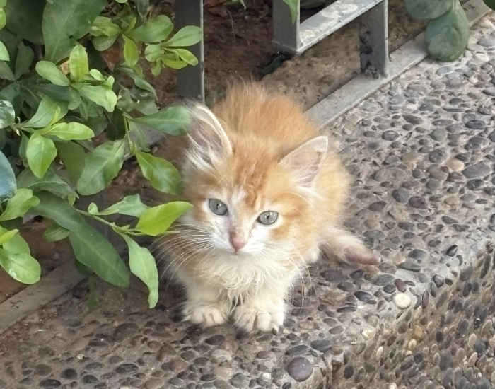 Adoption