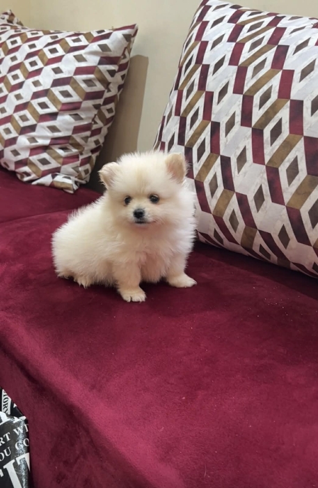 Spitz