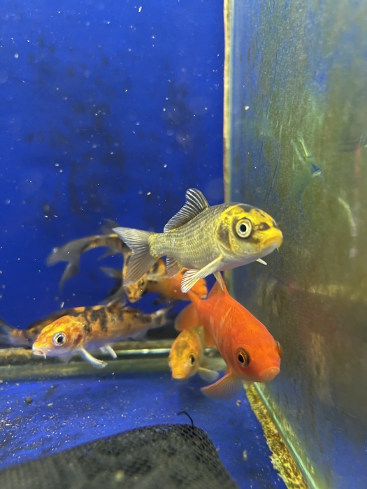 Koi fish