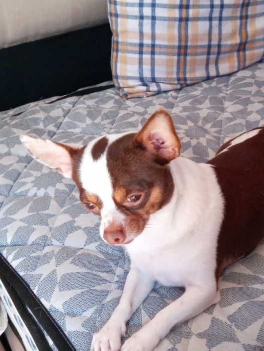 Chihuahua