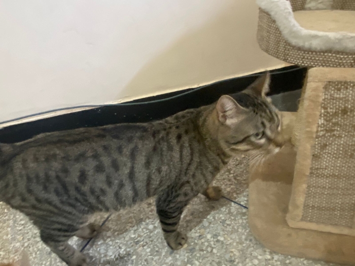 Chats pour adoption