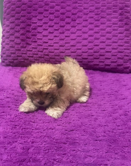 Bichon havanais