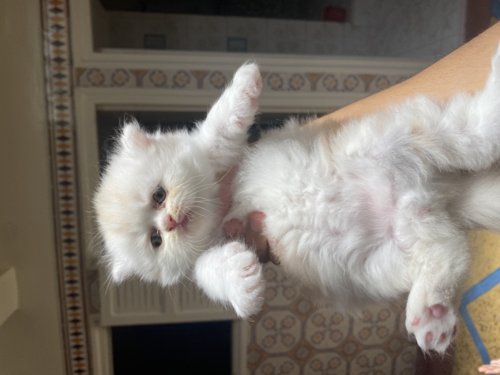 Chaton persan mâle