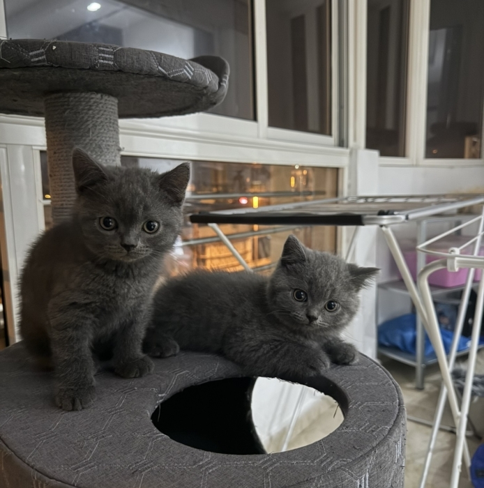 Chatons british shorthair Mâles (10 semaines) vaccinés