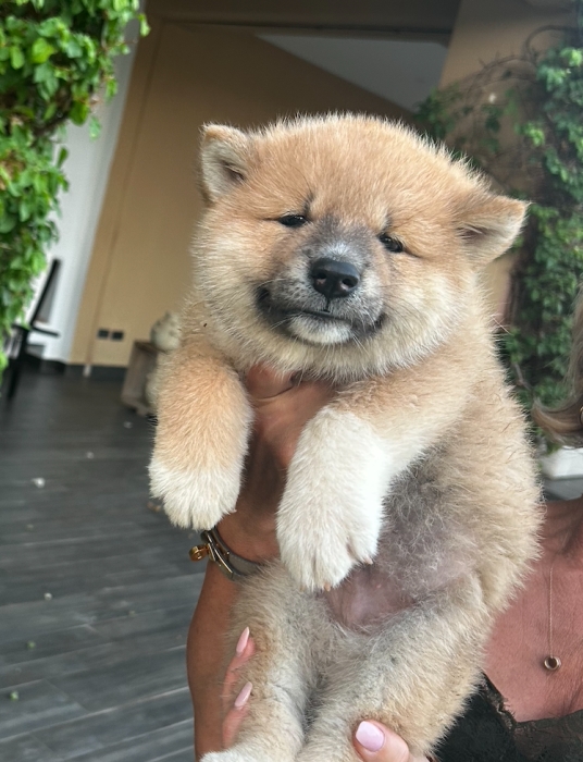 AKITA INU PURE RACE