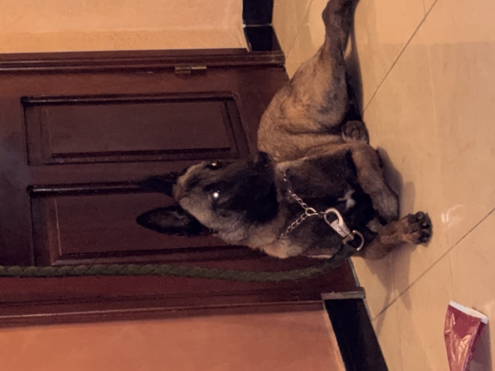 Malinoi