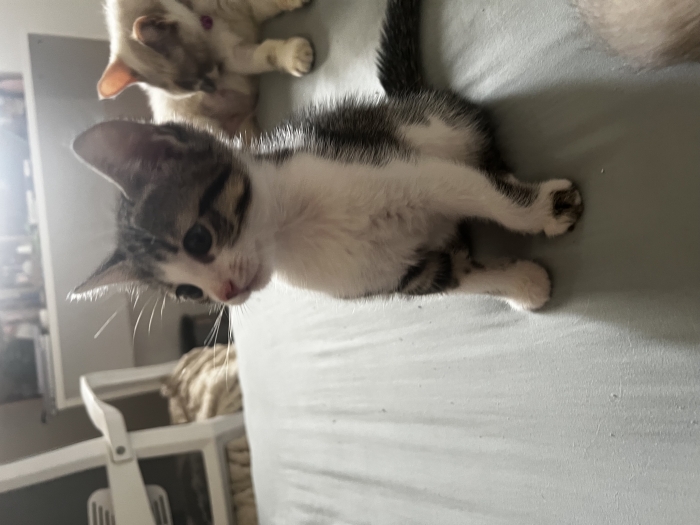 Chatons