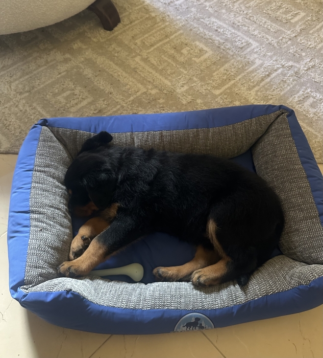 Rottweiler