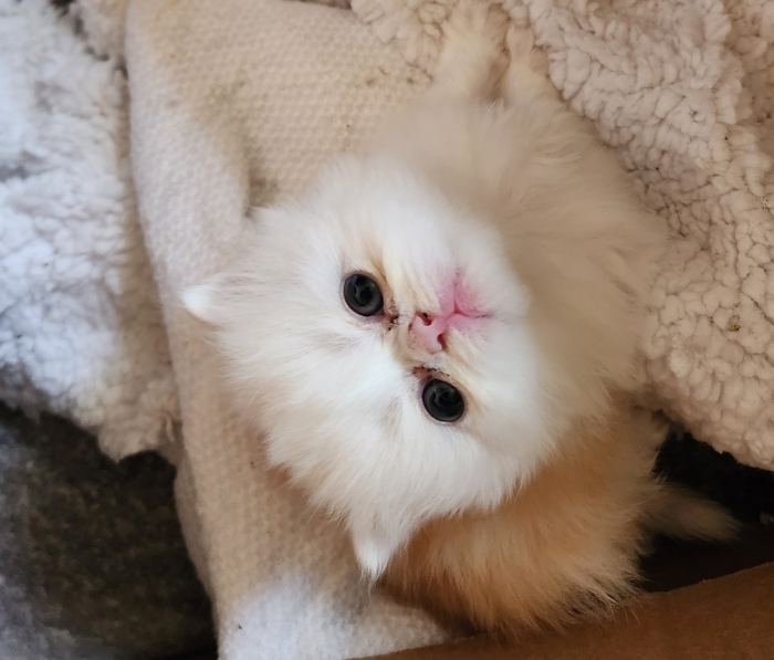 chatons persan pure race