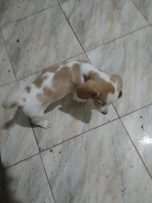 Chien  baegle