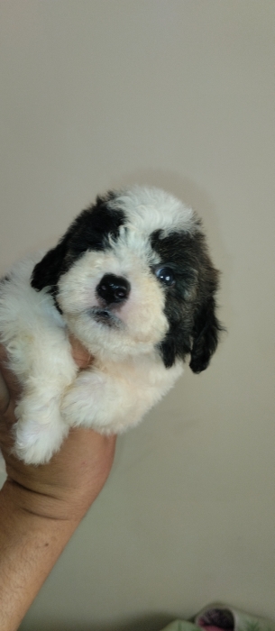 Bichon havanais