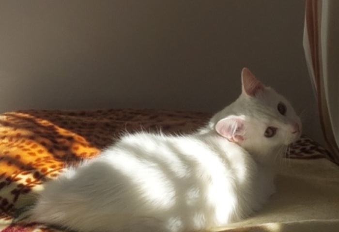 Yuki cherche une famille aimante pour la vie !