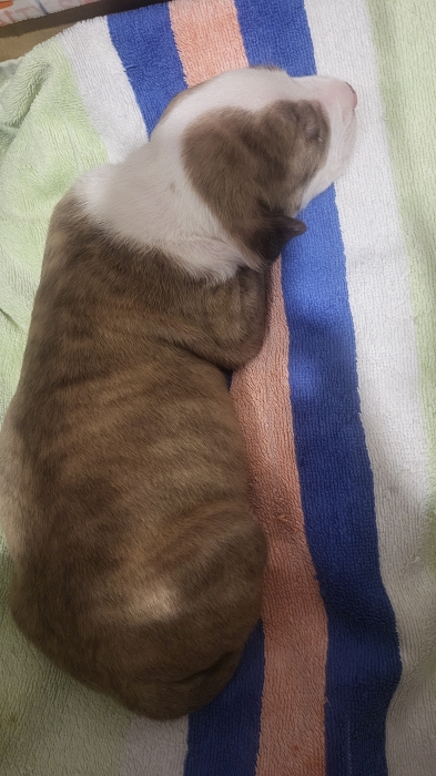 Bebe chiot pittbull